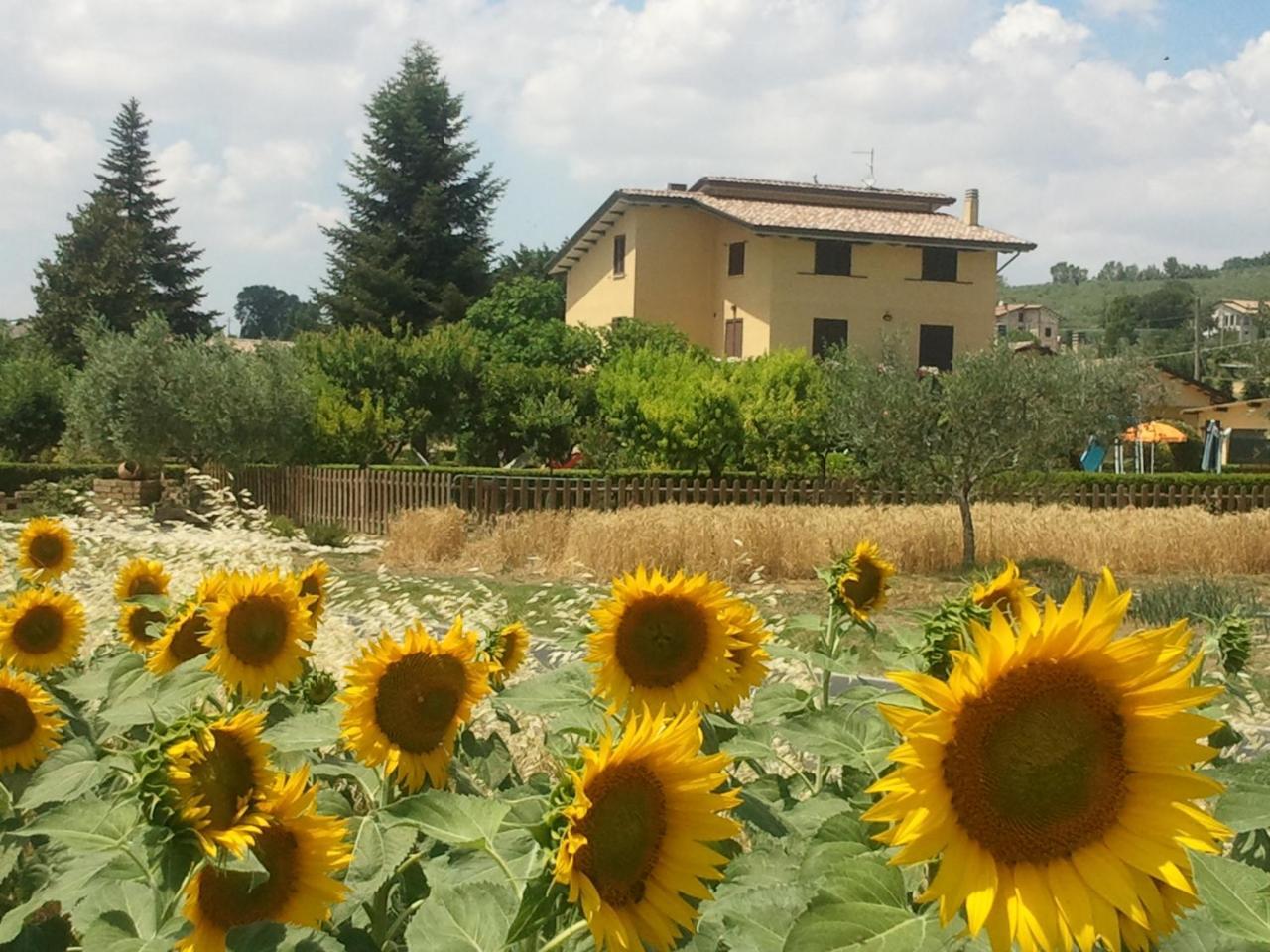 Agriturismo Il Girasole Ассизи Экстерьер фото